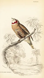 Naturalists Collection: Cut-throat finch, Amadina fasciata