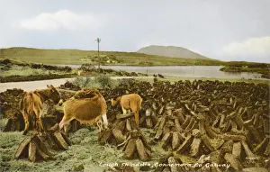 Turf Prints: Cut turf and donkeys - Ireland