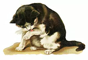 Images Dated 29th October 2015: Cute black and white cat on a Victorian scrap