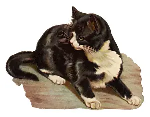 Cute black and white cat on a Victorian scrap