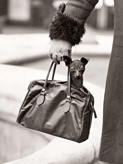 Ears Collection: Cute dog being carried in a handbag, London, 1931