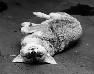 CUTE FOX