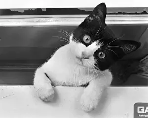 Staring Prints: Cute kitten looking straight at the camera