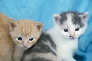 Fluffy Prints: Two cute kittens