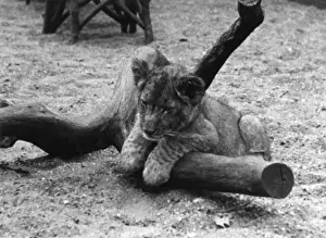 Cute Lion Cub