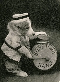 Fauna Collection: Cute Puppies: Bone Town Band
