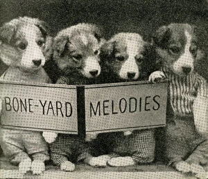 Fauna Collection: Cute Puppies: Boneyard Melodies