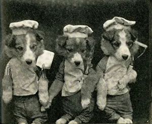 Fauna Collection: Cute Puppies: Three Chefs
