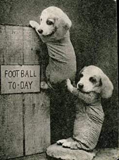 Fauna Collection: Cute Puppies: Football Today
