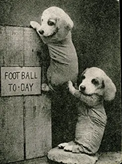 Fauna Collection: Cute Puppies: Football Today