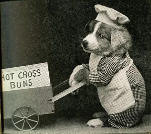 Fauna Collection: Cute Puppies: Hot Cross Buns