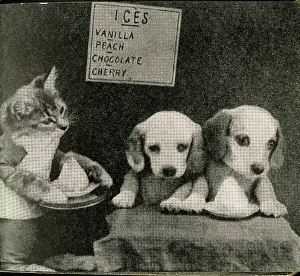Fauna Collection: Cute Puppies: Ices
