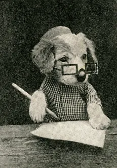 Fauna Collection: Cute Puppies: Income Tax Collector Dog