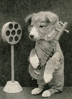 Fauna Collection: Cute Puppies: Playing To The Microphone