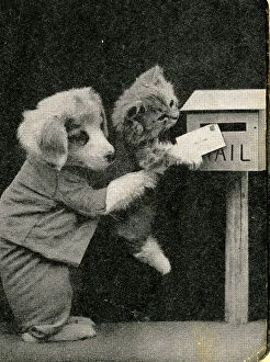 Fauna Collection: Cute Puppies: The Post Box