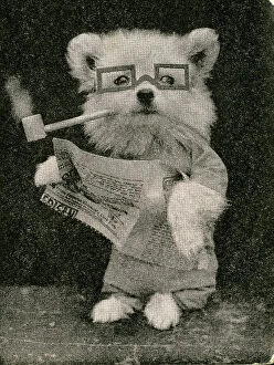 Fauna Collection: Cute Puppies: Reading The Paper