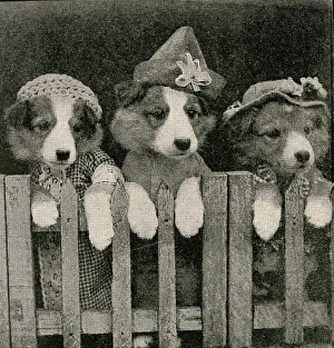 Fauna Collection: Cute Puppies: Shut Out