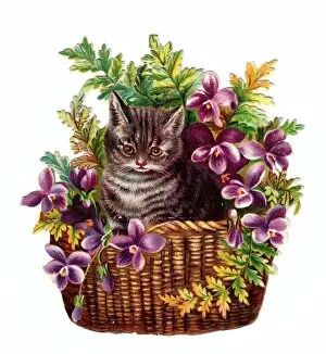 Images Dated 29th October 2015: Cute tabby cat in a basket of flowers on a Victorian scrap