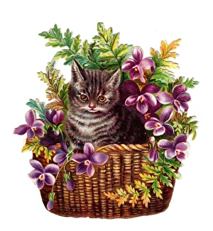 Images Dated 29th October 2015: Cute tabby cat in a basket of flowers on a Victorian scrap