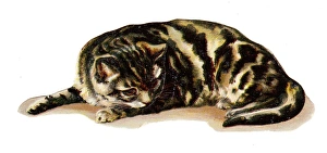 Images Dated 29th October 2015: Cute tabby cat on a Victorian scrap