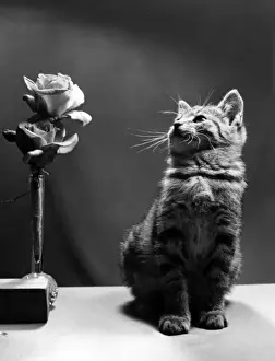 Cute tabby kitten looking at a vase of roses