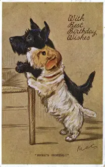 Two cute terrier-type dogs