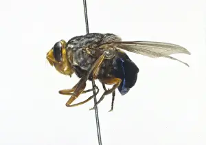 Parasite Prints: Cuterebra, rodent botfly
