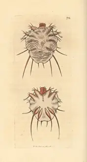 Cuticular mite, Acarus exulcerans