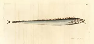 Cutlassfish, Lepidopus caudatus