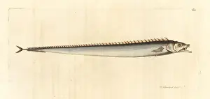 Elford Prints: Cutlassfish, Lepidopus caudatus
