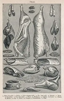 Cuts of Veal