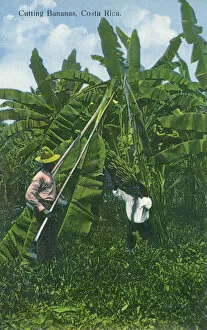 Bunches Collection: Cutting Bananas down from their tree - Costa Rica