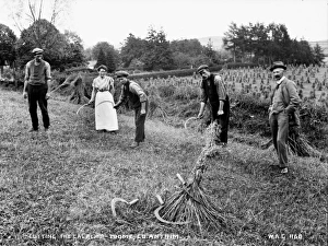 Throw Gallery: Cutting the Calacht, Toome, Co. Antrim