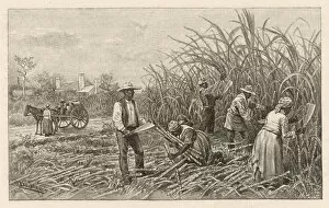 Slave Collection: CUTTING CANE, LOUISIANA