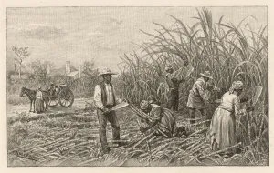 Slave Prints: CUTTING CANE, LOUISIANA