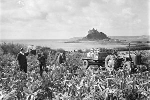 Cutting cauliflowers near St Michaels Mount, Cornwall Cutting cauliflowers near St Michaels Mount, Cornwall