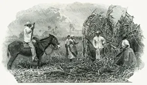 CUTTING CUBAN SUGAR CANE