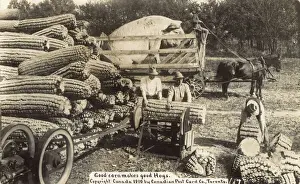 Cutting giant sweetcorn for a giant hog, Canada
