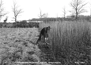 Neagh Prints: Cutting Osiers for Basket Making, Lough Neagh