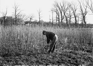 Cutting Osiers With a Hook, near Lough Neagh