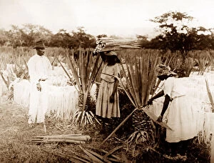 Plantation Collection: Cutting sisal, Clarendon, Jamaica