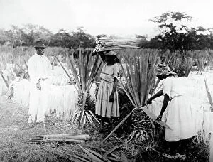 Plantation Collection: Cutting sisal Clarendon Jamaica early 1900s