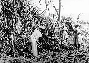Sugar Collection: Cutting sugar cane, Jamaica, early 1900s