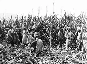 Cutting Sugar Cane, Jamaica - Victorian period