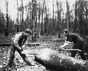 Images Dated 21st October 2011: Cutting a tree near Amiens, France, WW1