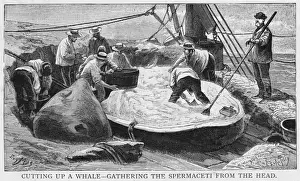 Whale Prints: Cutting up a Whale