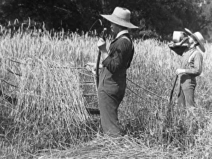 Cradle Prints: Cutting wheat with a cradle Pennsylvania USA early 1900s