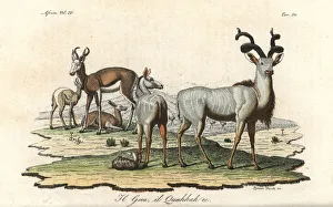 Freschi Collection: Cuviers gazelle (endangered) and greater kudu
