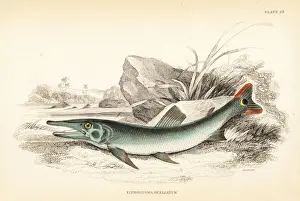 Guiana Prints: Cuviers pike-characin, Boulengerella cuvieri