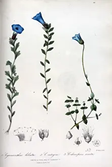 Ovata Prints: Cyananthus lobata and integra + Codonopsis ovata